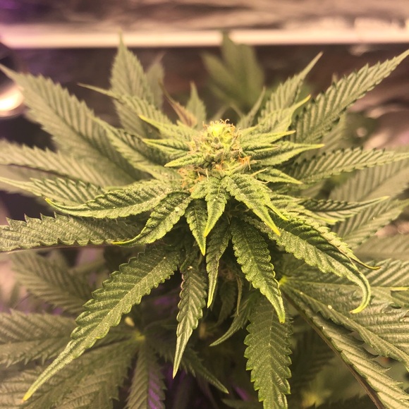 Latrobe Farmer’s Seeds Only Exotics Are Grown here - Picture 7 of 9